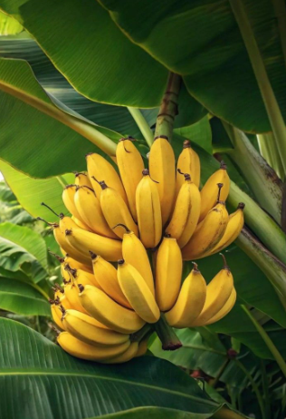 Banana